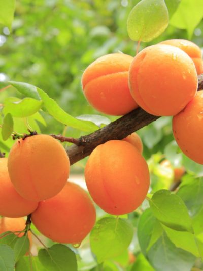 Abricot Bio