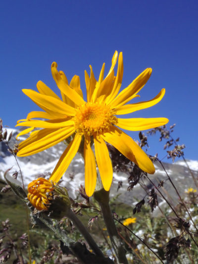 Macérat Bio ARNICA/OLIVE** France