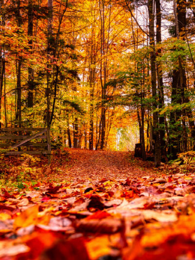 DIFFUSELLE AUTOMNE* BIO Réconfortante, Senteur boisée, résineuse et chaleureuse