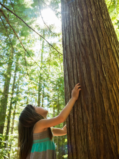 DIFFUSELLE RESPIRATOIRE* BIO : Oxygénant, Senteur d&rsquo;eucalyptus et pinède