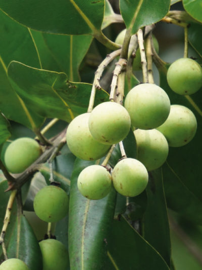 Huile vierge Bio CALOPHYLLE* Vietnam