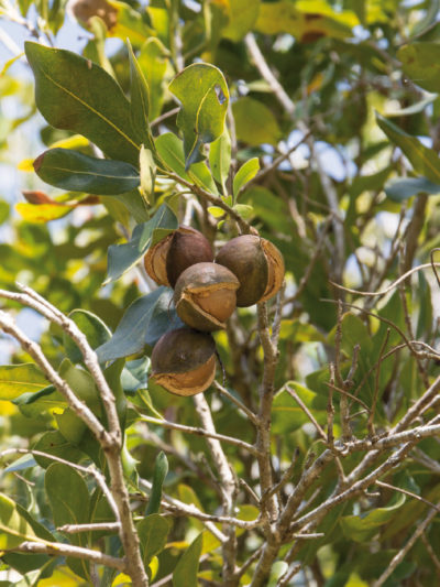 Huile vierge Bio MACADAMIA* Kenya