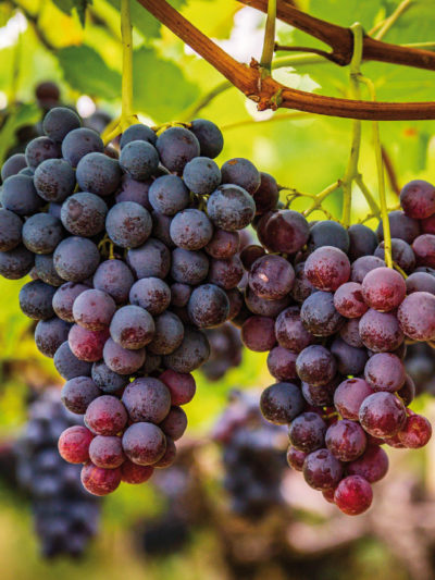 Huile vierge Bio RAISIN* France
