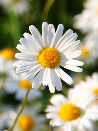 Macérat Bio PÂQUERETTE / TOURNESOL **