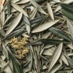 Olivier* Bio Feuilles