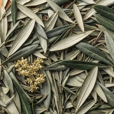 Olivier* Bio Feuilles