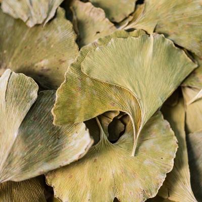 Ginkgo biloba Bio Vie Arôme