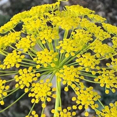 Aneth plante entière Bio France