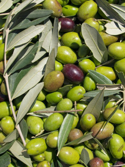 Huile vierge extra Bio OLIVE* AOP Provence