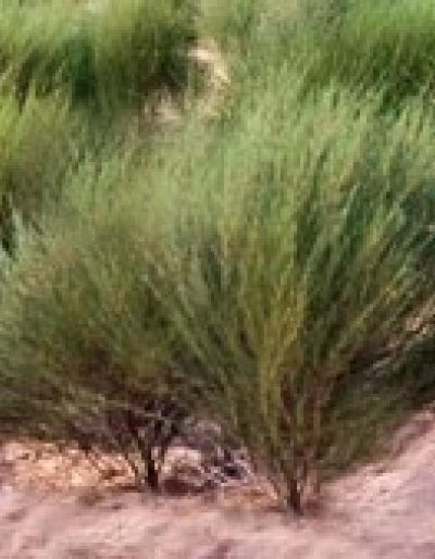 ROOIBOS (THE ROUGE) BIO 75 g
