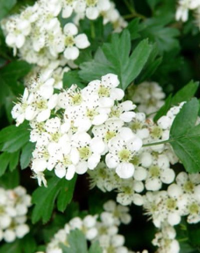 Aubépine Fleurs et feuilles Bio 40 g *