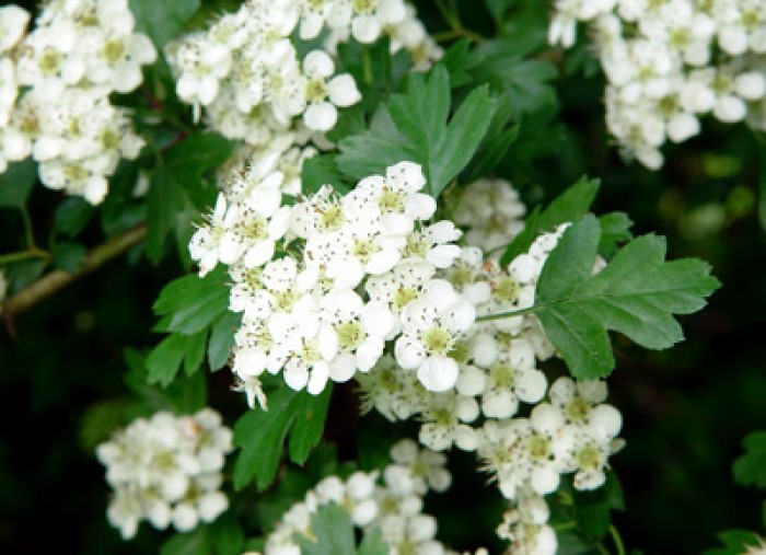 Aubépine Fleurs et feuilles Bio 40 g *
