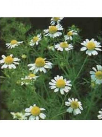 Camomille matricaire Fleurs Bio 30 g