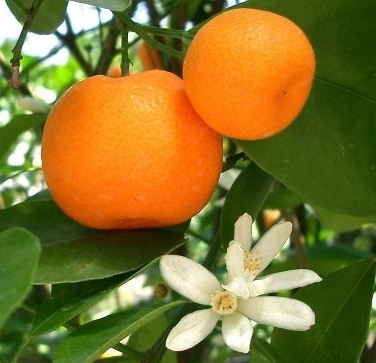 MANDARINE ROUGE (MANDARINIER) Zeste Sicile 10 ml