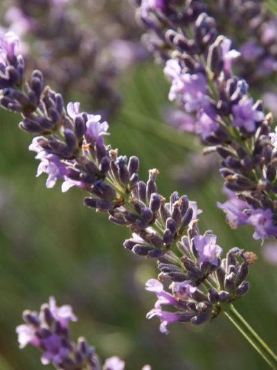 LAVANDIN SUPER Sommités fleuries Provence*