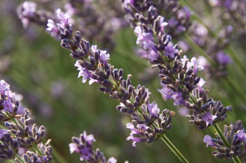 LAVANDIN SUPER Sommités fleuries Provence*