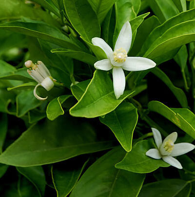 PETIT GRAIN BIGARADIER Feuilles Paraguay *