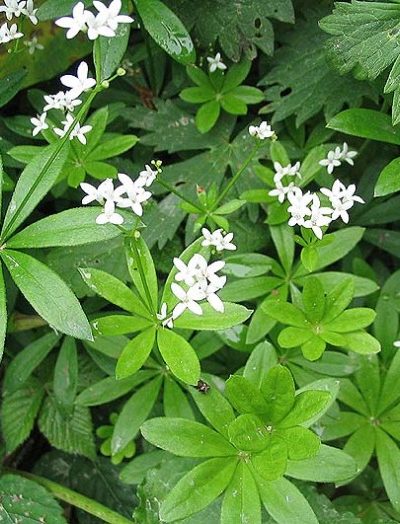 Aspérule odorante Parties Aériennes Fleuries Bio 20 g *