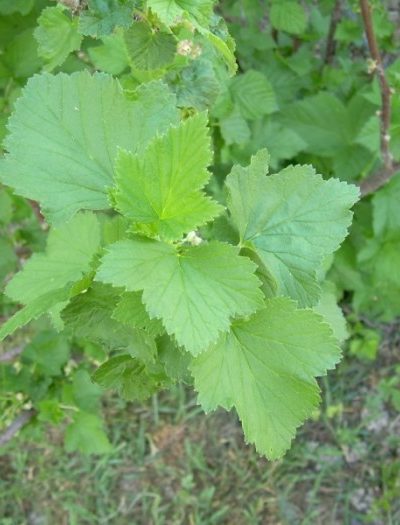 Cassis Feuilles Bio 30 g *