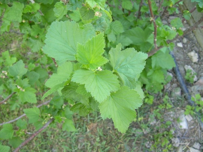 Cassis Feuilles Bio 30 g *