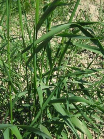 Chiendent Rhizomes Bio 30 g *