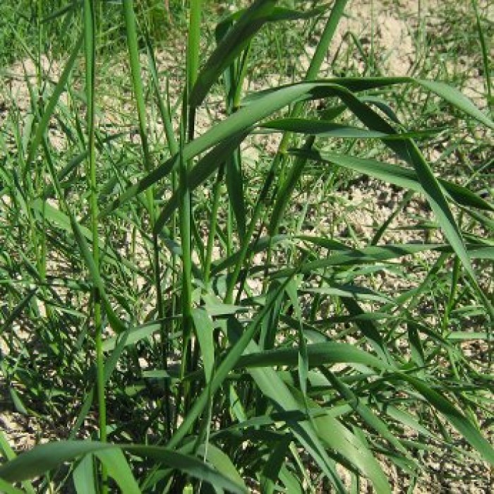Chiendent Rhizomes Bio 30 g *