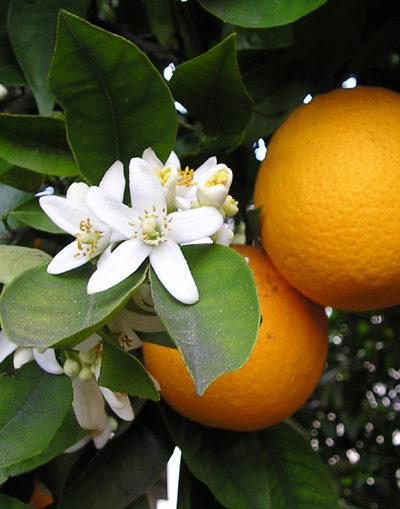 FLEUR D'ORANGER (NEROLI) 200 ml