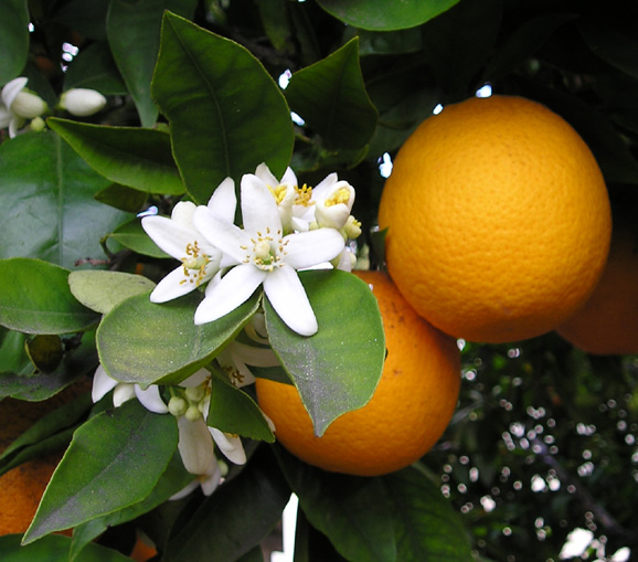 FLEUR D'ORANGER (NEROLI) 200 ml