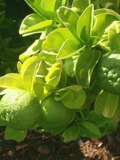 BERGAMOTE Zeste Italie 10 ml *