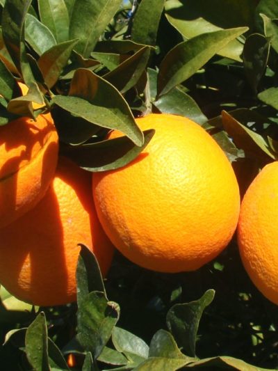 ORANGE DOUCE Zeste Italie*