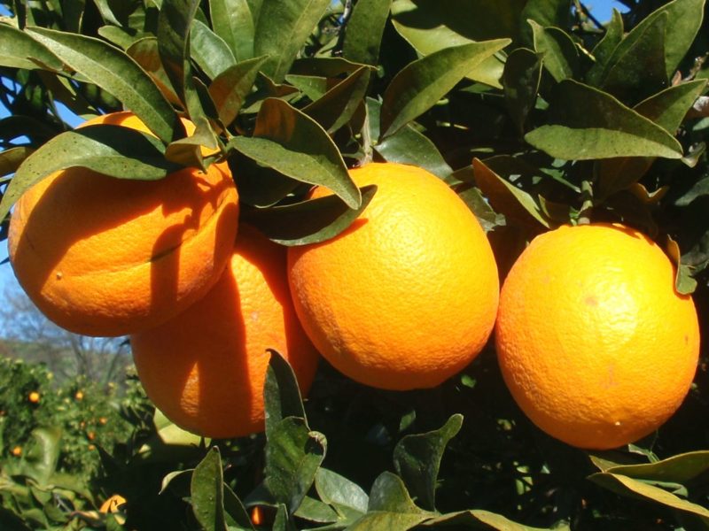 ORANGE DOUCE Zeste Italie*