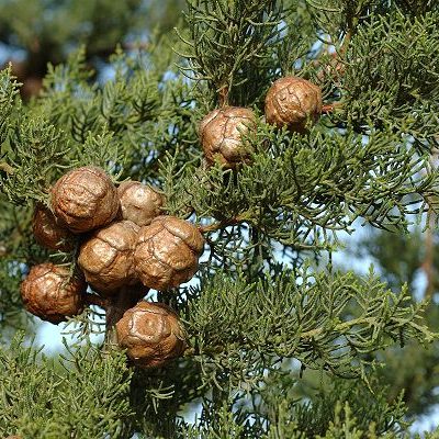 CYPRES VERT Rameaux feuillus Provence *