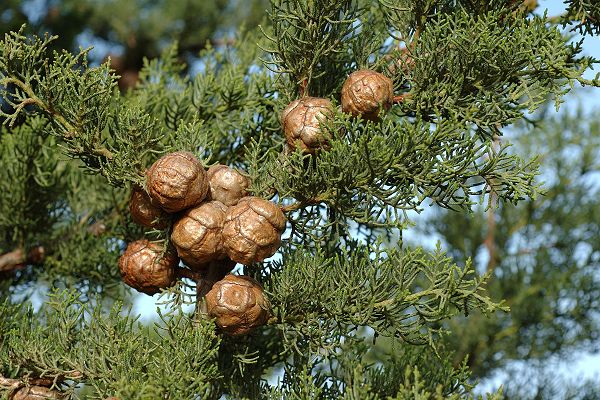 CYPRES VERT Rameaux feuillus Provence *