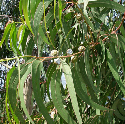EUCALYPTUS RADIE Feuilles Australie/Afrique du Sud*