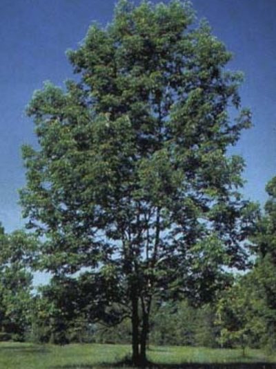 Frêne Feuilles Bio 40 g