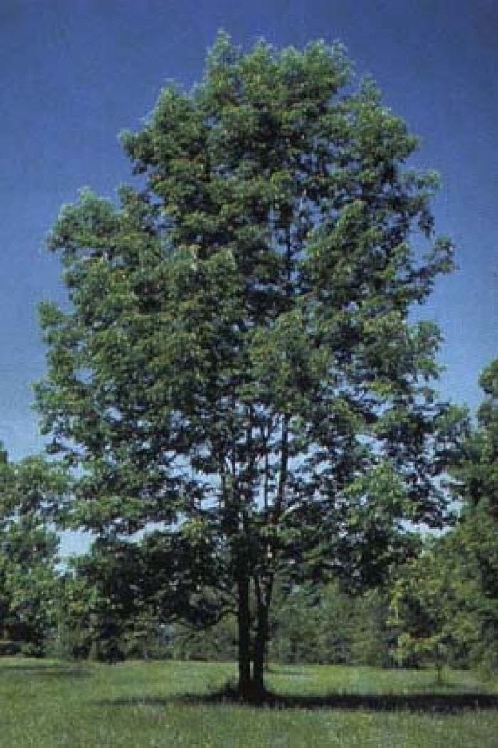 Frêne Feuilles Bio 40 g
