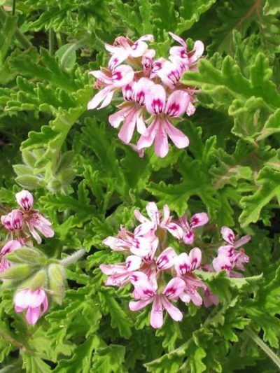 HYDROLAT GERANIUM BOURBON *