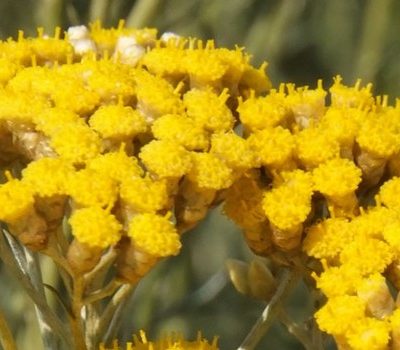 HELICRYSE ITALIENNE (IMMORTELLE) Sommités fleuries Corse 2 ml