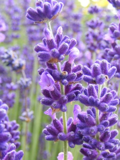LAVANDE FINE AOP Fleurs Haute Provence 10 ml