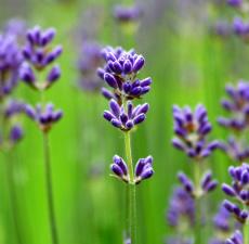 LAVANDIN ABRIAL Sommités fleuries Provence*