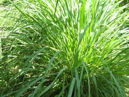 LEMONGRASS (VERVEINE DES INDES) Herbes Sri Lanka 10 ml