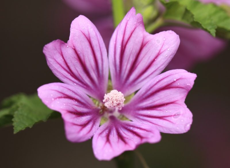 Mauve Sommités fleuries Bio 30 g *