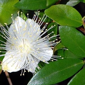 MYRTE VERT Rameaux fleuris Corse 2 ml