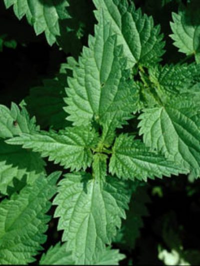 Ortie Feuilles Bio 40 g