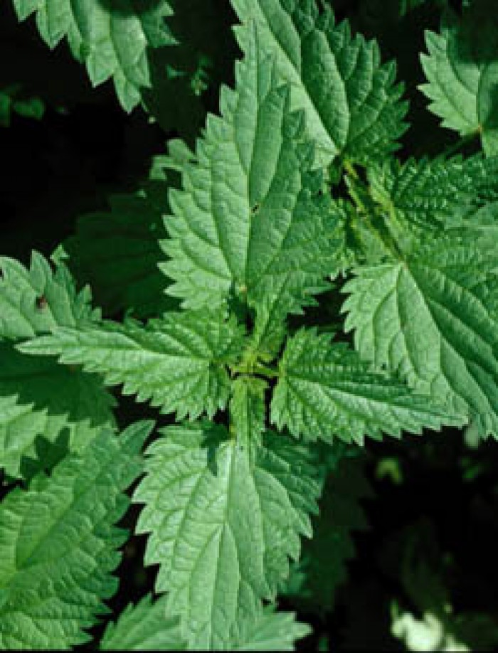 Ortie Feuilles Bio 40 g