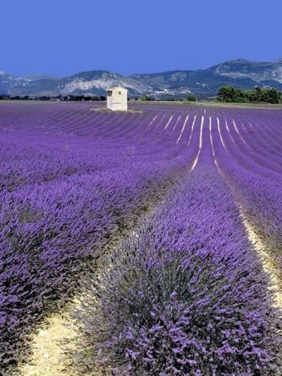 DIFFUSELLE PROVENCE ***