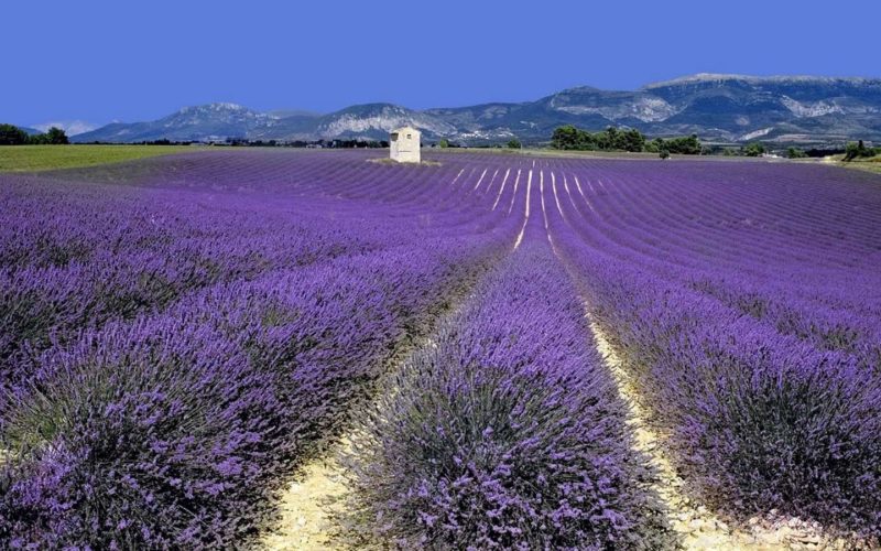 DIFFUSELLE PROVENCE ***