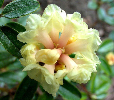 RHODODENDRON SAUVAGE Rameaux Népal