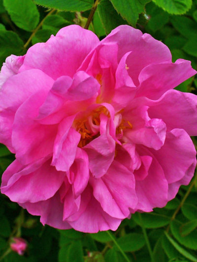 ROSE DE DAMAS 200 ml