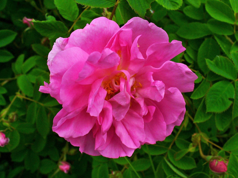 ROSE DE DAMAS 200 ml